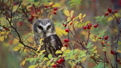 Bing wallpaper October 30, 2020. Northern Saw-whet Owl (Aegolius acadicus) perching in a wild rose bush in British Columbia (© Tim Fitzharris/Minden Pictures)