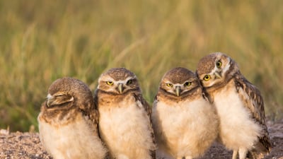 Bing wallpaper April 10, 2024. Burrowing owl chicks near a burrow, Wyoming (© Danita Delimont/Getty Images)