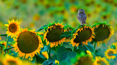 Bing wallpaper July 4, 2020. Little owl perched on a sunflower, Cadiz, Andalusia, Spain (© Andres M. Dominguez/Minden Pictures)
