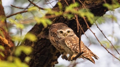 Bing wallpaper April 19, 2022. Spotted owlets in Keoladeo National Park in Rajasthan, India (© Don Mammoser/Shutterstock)