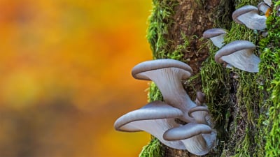 Bing wallpaper September 1, 2020. Oyster mushrooms in Belgium (© Philippe Clement/Minden Pictures)