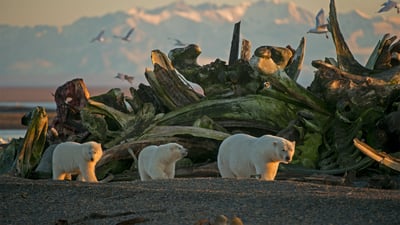 Bing wallpaper February 27, 2020. A polar bear sow and her cubs in Alaska's Arctic National Wildlife Refuge (© Steven Kazlowski/Minden Pictures)