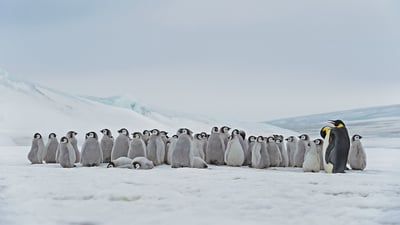 Bing wallpaper October 5, 2020. Emperor penguin adults and chicks at the Snow Hill Island rookery, Antarctica (© Martin Ruegner/Getty Images)