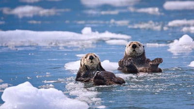 Bing wallpaper March 24, 2019. Sea otters in Prince William Sound, Alaska, 30 years after the Exxon Valdez oil spill (© Patrick Endres/plainpicture)