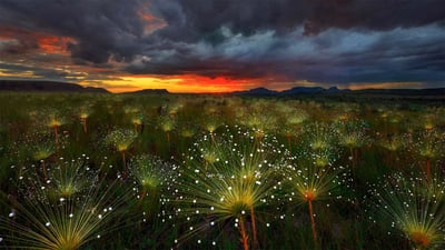 Bing wallpaper April 19, 2019. Paepalanthus flowers at sunset, Chapada dos Veadeiros National Park, Brazil (© Marcio Cabral/Getty Images)