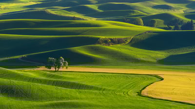 Bing wallpaper August 22, 2025. Rolling hills of the Palouse, Washington, United States (© svetlana57/Getty Images)