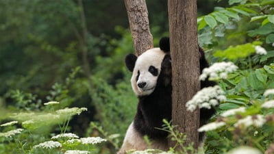 Bing wallpaper March 16, 2022. Giant panda in Wolong National Nature Reserve, Sichuan, China (© Katherine Feng/Minden Pictures)