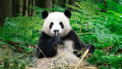 Bing wallpaper March 15, 2026. Panda géant mangeant du bambou, Chine (© Entwicklungsknecht/Getty Images)
