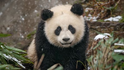Bing wallpaper March 16, 2025. Baby giant panda in the snow, China (© Cheryl Schneider/Alamy)