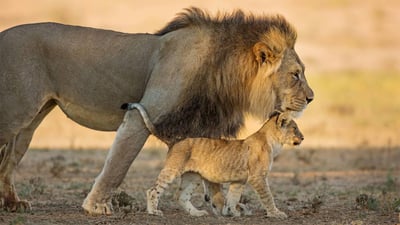 Bing wallpaper June 16, 2019. Male African lion and cub in Kgalagadi Transfrontier Park in southern Africa (© Richard Du Toit/Minden Pictures)
