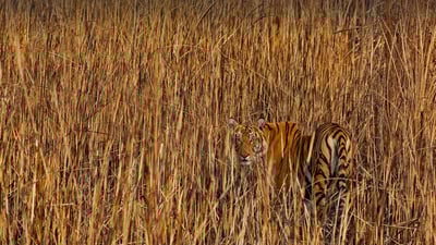 Bing wallpaper July 29, 2021. Tiger camouflaged in tall grass, Assam, India (© Sandesh Kadur/Minden Pictures)