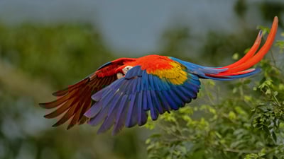 Bing wallpaper May 31, 2022. Scarlet macaw in Costa Rica (© Harry Collins/Getty Images)