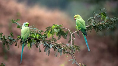 Bing wallpaper August 27, 2019. Rose-ringed parakeets (Psittacula krameri manillensis) in the National Chambal Gharial Wildlife Sanctuary, Madhya Pradesh, India (© Pete Oxford/Minden Pictures)