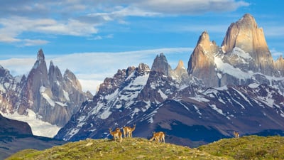 Bing wallpaper December 9, 2023. Guanacos in Los Glaciares National Park, Patagonia, Argentina (© Yva Momatiuk and John Eastcott/Minden Pictures)