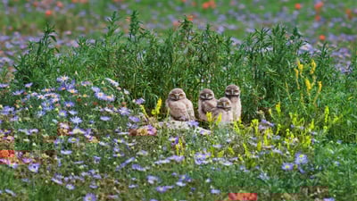 Bing wallpaper May 16, 2022. Burrowing owl chicks gaze out from among flowers near the Pawnee National Grassland in Colorado (© Roberta Olenick/Alamy)