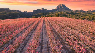 Bing wallpaper March 10, 2026. Pêchers en fleur, Cieza, Murcie, Espagne (© Juan Maria Coy Vergara/Getty Images)
