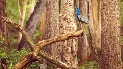 Bing wallpaper March 5, 2022. Peacock at Nagarahole National Park in Karnataka, India (© Vivek BR/Shutterstock)