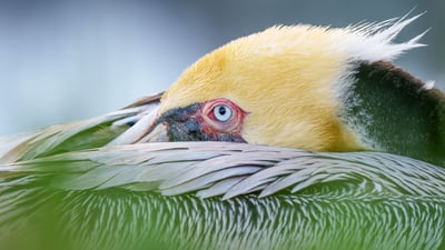 Bing wallpaper January 17, 2025. Brown pelican, San Diego, California (© Arthur Morris/BIRDS AS ART/Getty Images)