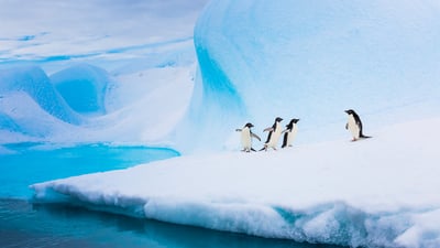 Bing wallpaper April 25, 2024. Adélie penguins on an iceberg, Antarctica (© Patrick J. Endres/Getty Images)