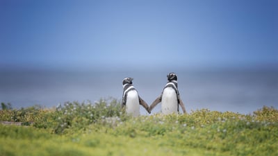 Bing wallpaper February 14, 2025. Magellanic penguins in the Falkland Islands (© Vicki Jauron, Babylon and Beyond Photography/Getty Images)
