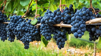 Bing wallpaper August 1, 2020. Clusters of dark purple grapes hanging on a vine in Penticton, B.C. (© Design Pics/Offset)