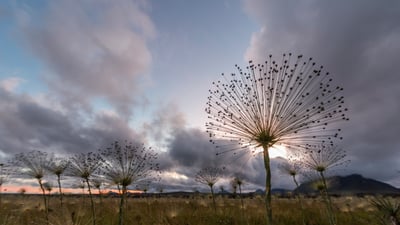 Bing wallpaper August 24, 2025. Chuveirinhos ao nascer do sol na Chapada dos Veadeiros, Goiás (© Cavan Images/Getty Images)