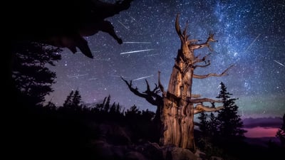 Bing wallpaper July 15, 2025. Perseid meteor shower and an ancient bristlecone pine, Great Basin National Park, Nevada (© Wirestock Creators/Shutterstock)