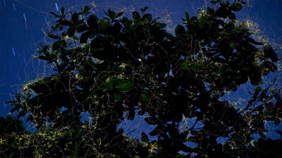 Bing wallpaper June 24, 2019. Fireflies surround a sea almond tree in Camarines Sur, Luzon, Philippines (© Jurgen Freund/Minden Pictures)