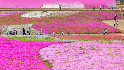 Bing wallpaper April 12, 2023. Hitsujiyama Park, Saitama Prefecture, Japan (© Takashi Images/Shutterstock)