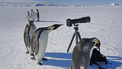 Bing wallpaper August 19, 2020. A group of curious emperor penguins in Antarctica (© Mint Images Limited/Alamy)
