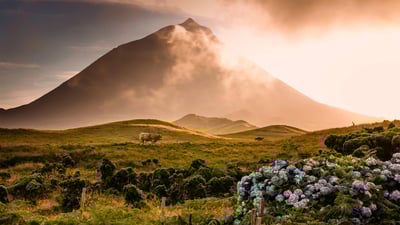 Bing wallpaper September 4, 2020. A bull in the foothills of Mount Pico on Pico Island in the Portuguese archipelago of the Azores (© Atmo-Sphere/Getty Images)