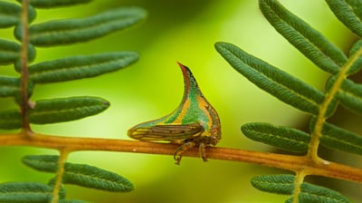 Bing wallpaper September 27, 2021. Thorn bug, Pico Bonito National Park, Honduras (© Mac Stone/Tandem Stills + Motion)