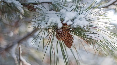 Bing wallpaper January 4, 2020. ｢松かさと雪｣ (© divineviewphotography/Alamy)