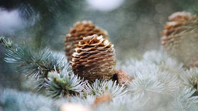 Bing wallpaper December 17, 2020. Pine cones, Netherlands (© Marcel ter Bekke/Getty Images)