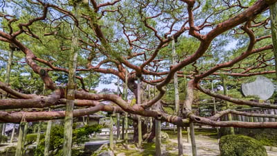Bing wallpaper June 3, 2021. ｢兼六園の手向けの松｣金沢市 (© Korkusung/Shutterstock)
