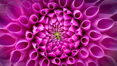 Bing wallpaper July 23, 2026. Pink dahlia flower (© Harald Biebel/Getty Images)