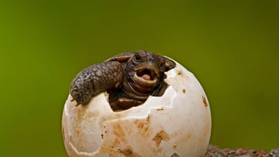 Bing wallpaper February 11, 2020. Pinzon Island tortoise hatchling emerging from its egg at the Charles Darwin Research Station on Santa Cruz Island, Galápagos Islands, Ecuador (© Pete Oxford/Minden Pictures)
