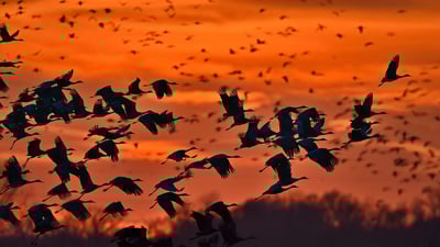 Bing wallpaper May 8, 2020. ｢カナダヅルの群れ｣米国ネブラスカ州, プラット川 (© Diana Robinson Photography/Getty Images)