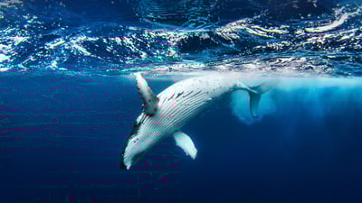 Bing wallpaper June 8, 2023. Humpback whale (© Philip Thurston/Getty Images)