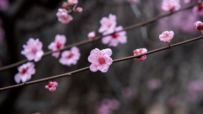 Bing wallpaper March 7, 2025. Plum blossoms in China (© zhikun sun/Getty Images)