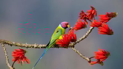 Bing wallpaper January 5, 2025. Plum-headed parakeet at Shimoga, Karnataka, India (© Hira Punjabi/Alamy)