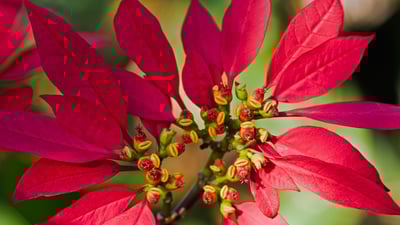 Bing wallpaper December 24, 2019. ｢ポインセチア｣ (© Wild Wonders of Europe/Radisics/Minden Pictures)
