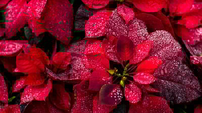 Bing wallpaper December 12, 2023. Poinsettias (© Yarygin/Getty Images)