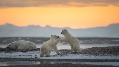 Bing wallpaper February 27, 2024. Polar bear cubs playing, Kaktovik, Alaska (© Piriya Photography/Getty Images)
