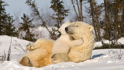 Bing wallpaper October 27, 2024. Polar bear mom and cub, Churchill, Manitoba, Canada (© Design Pics/plainpicture)