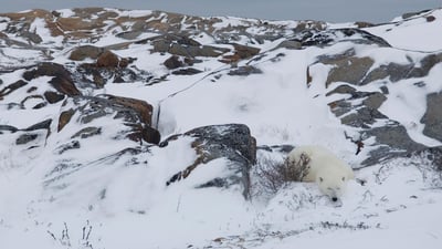 Bing wallpaper February 1, 2024. Polar bear resting in rocky landscape, Churchill, Manitoba, Canada (© Warwick Sloss/NPL/Minden Pictures)