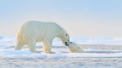 Bing wallpaper January 1, 2025. Polar bears at play in the Arctic (© Ondrej Prosicky/Shutterstock)