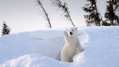 Bing wallpaper February 27, 2025. Polar bear cub, Churchill, Manitoba, Canada (© Eric Baccega/NPL/Minden Pictures)