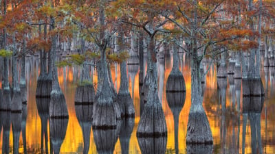 Bing wallpaper October 26, 2026. A grove of pond cypress trees with autumn foliage, Georgia, United States (© Chris Moore/Getty Images)