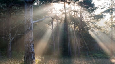 Bing wallpaper January 18, 2026. Scots pine forest, Ashdown Forest, England (© James Warwick/The Image Bank/Getty Images)